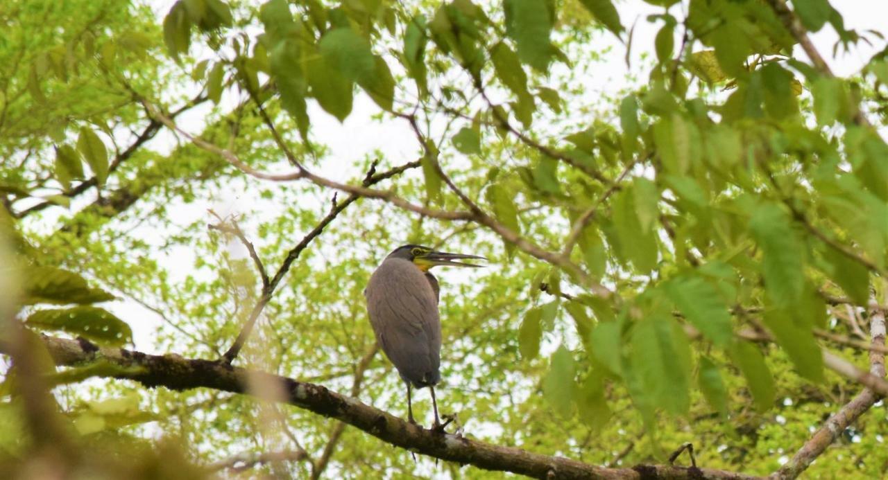 Hotel Rio Celeste Finca L' Etoile Celeste El Achiote Eksteriør bilde
