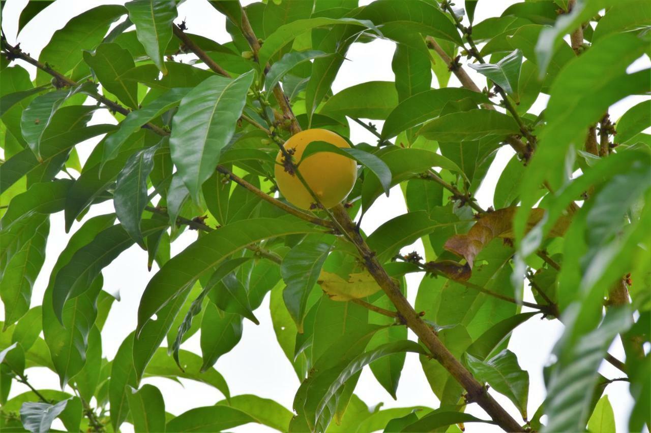 Hotel Rio Celeste Finca L' Etoile Celeste El Achiote Eksteriør bilde